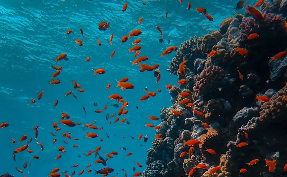 Les trésors subaquatiques